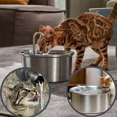 cat-water-fountain-water-in-motion