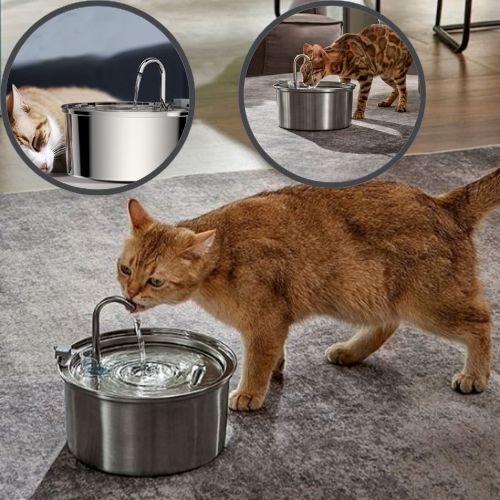 cat-water-fountain-well-being